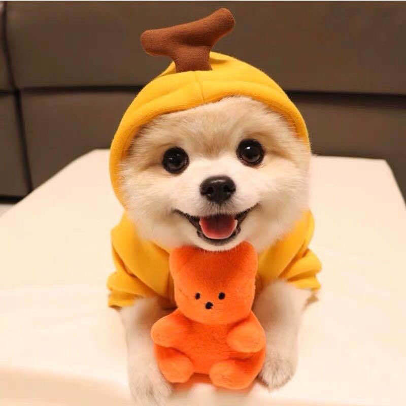 Cute Fruit Dog Hoodies – Warm Fleece Clothes for Small Dogs & Puppies trendilomart